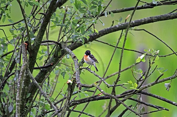 Bernd Wagner - Vögel