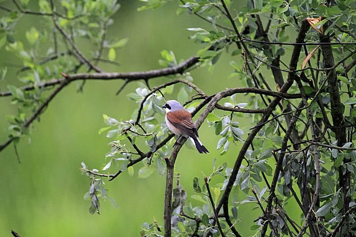 Bernd Wagner - Vögel
