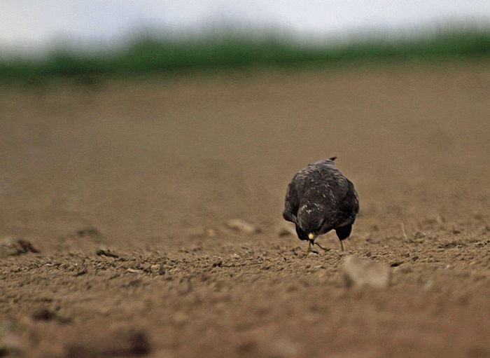 Bernd Wagner - Vögel
