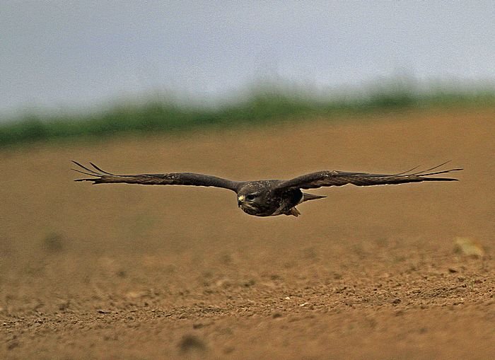 Bernd Wagner - Vögel