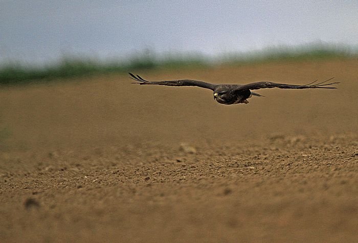 Bernd Wagner - Vögel