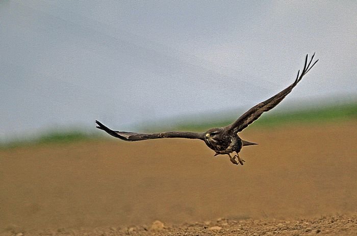 Bernd Wagner - Vögel