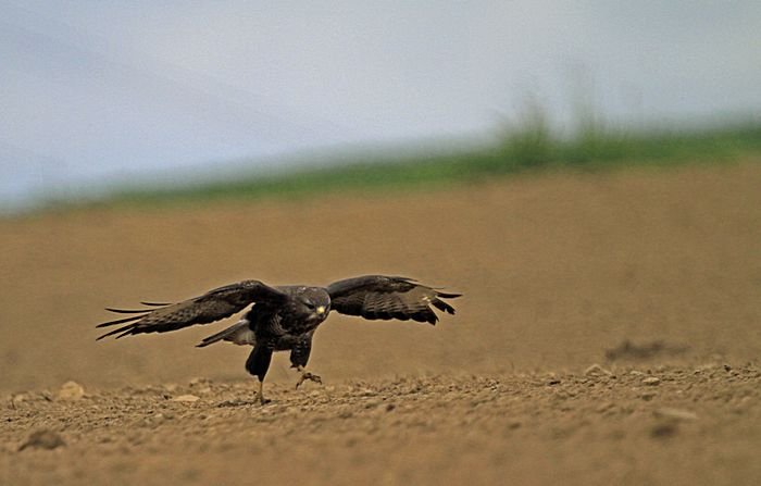 Bernd Wagner - Vögel