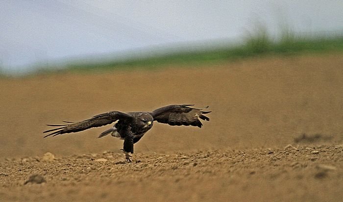 Bernd Wagner - Vögel
