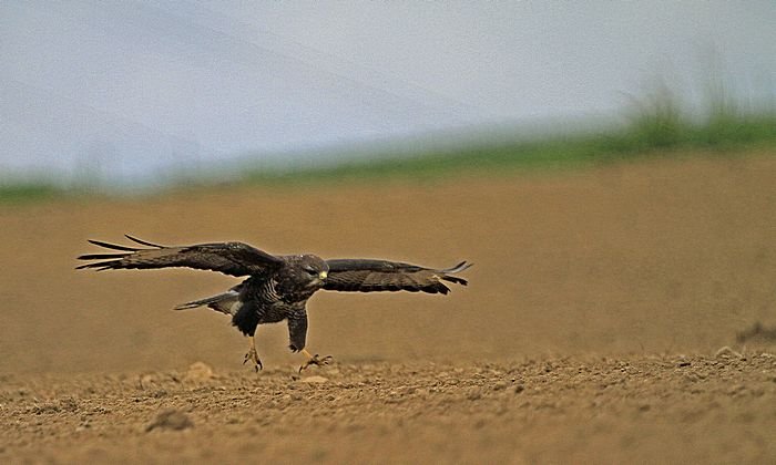 Bernd Wagner - Vögel