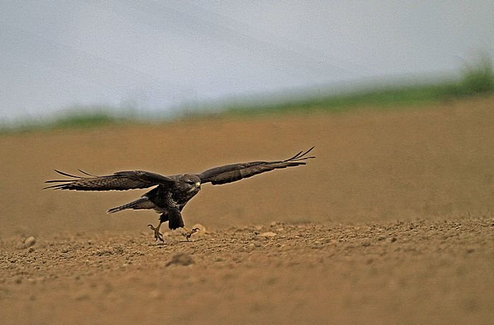 Bernd Wagner - Vögel