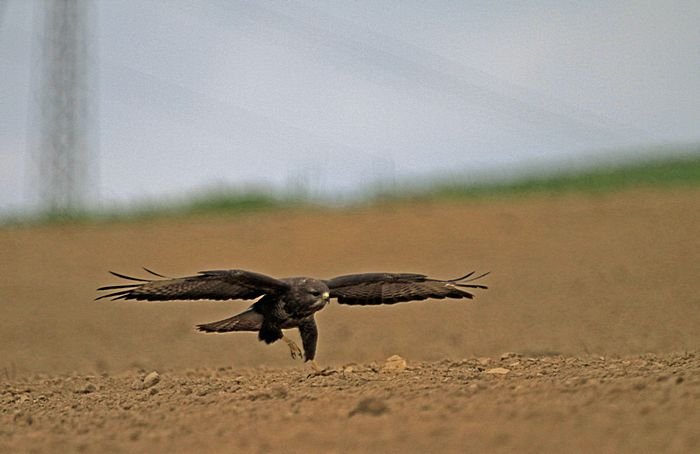 Bernd Wagner - Vögel