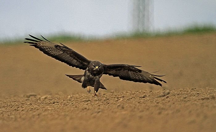 Bernd Wagner - Vögel