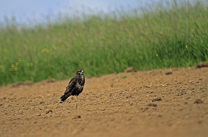 Bernd Wagner - Vögel