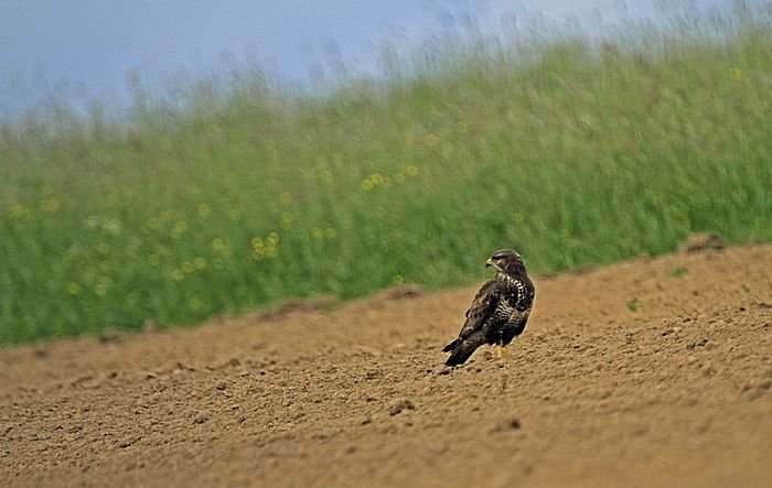 Bernd Wagner - Vögel