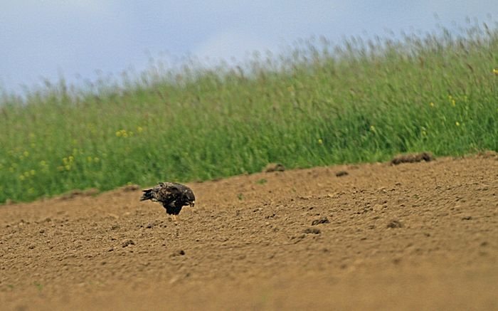 Bernd Wagner - Vögel