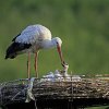 Vögel